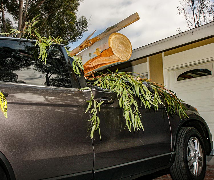 Roof of a car crushed by a fallen tree.