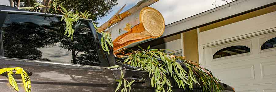 Roof of car crushed by fallen tree.