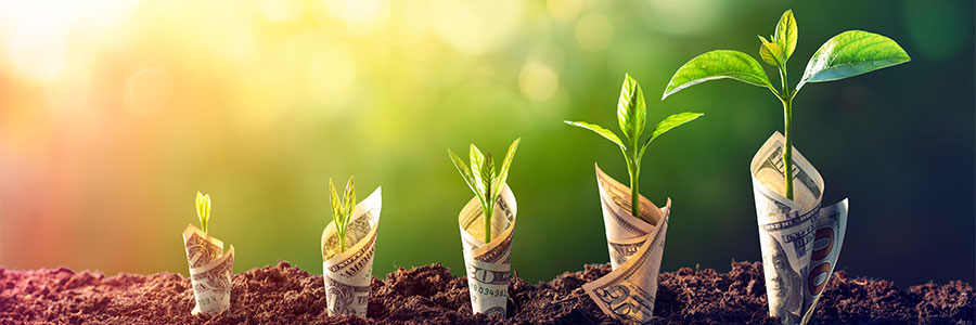 Image of a row of increasingly sprouting rolled dollars with sapling growing from the center.